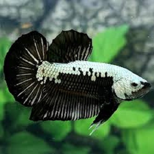 Betta splendens - Siamesischer kampffisch männlich black mamba